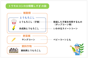 トウモロコシの分類難しすぎ