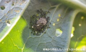 02_卵塊から孵化したハスモンヨトウの幼虫