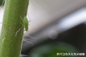 05_タバコカスミカメ幼虫