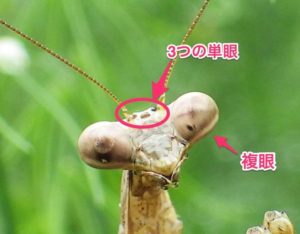 08_昆虫の単眼と複眼