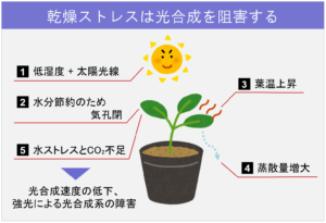 乾燥ストレスは光合成を阻害する