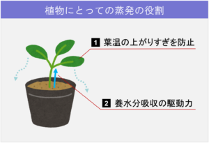 植物にとっての蒸発の役割