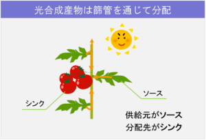 5-1植物体内の「流れ」_光合成産物の分配