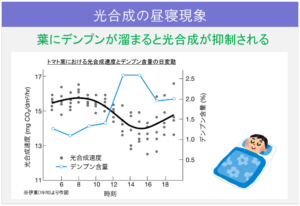 5-3光合成の昼寝現象