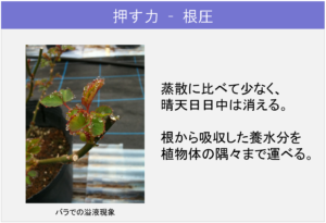 5-1植物体内の「流れ」_押す力