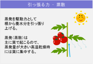 5-1植物体内の「流れ」_引っ張る力