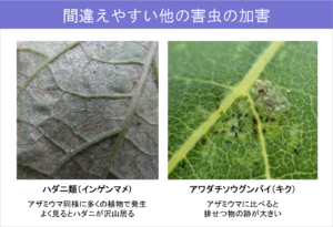 #33-3間違えやすい他の害虫の加害