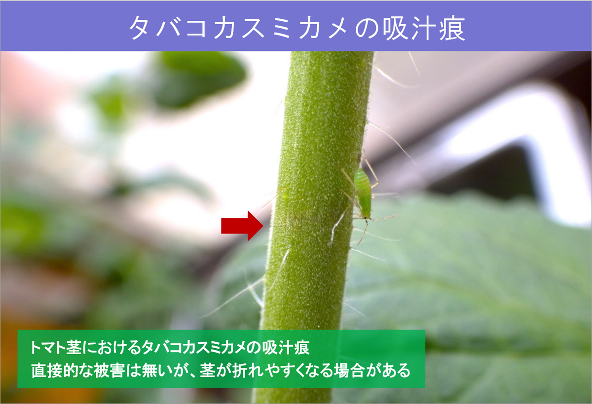 イトウさんのちょっとためになる農業情報 第38回 天敵としてのタバコカスミカメの利用 アグリノート イトウさんのちょっとためになる農業情報 第38回 天敵としてのタバコカスミカメの利用 アグリノート