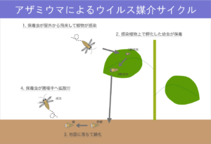 #36アザミウマによるウイルス媒介サイクル