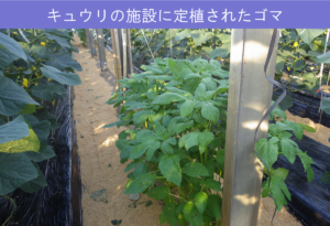 #39-3キュウリの施設に定植されたゴマ